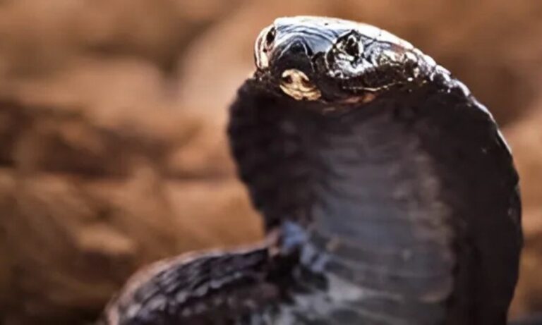 Black-necked spitting snake