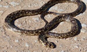 Cape Cobra