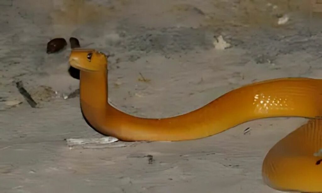 Cape Cobra