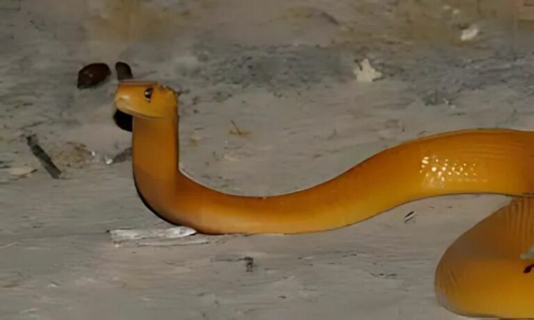 Cape Cobra