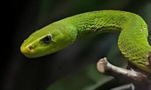 Eastern Green Mamba