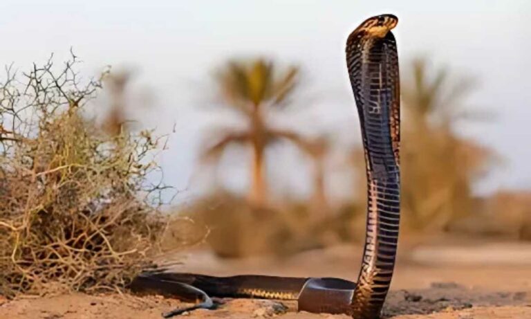 Egyptian King Cobra
