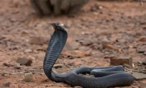 Egyptian King Cobra