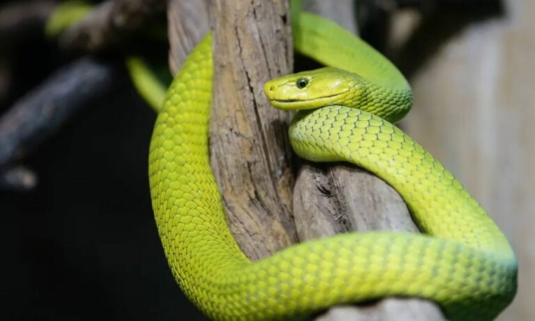 Western Green Mamba