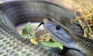 black mamba