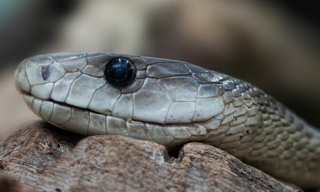 What Is Africa’s Most Venomous Snake? Meet the Black Mamba